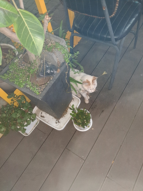 삼산종합동물병원_428354202301093